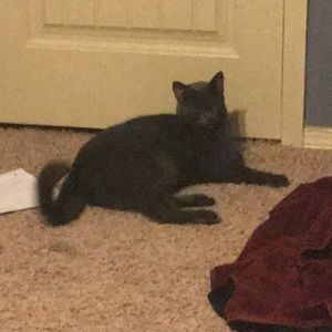 Certified brat (loaf)